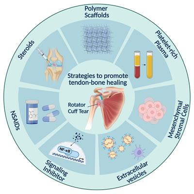 Challenges in tendon–bone healing: emphasizing inflammatory modulation mechanisms and treatment